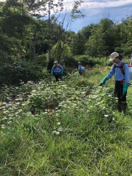 Knotweed treatment at Camp Timbercrest, 2023.