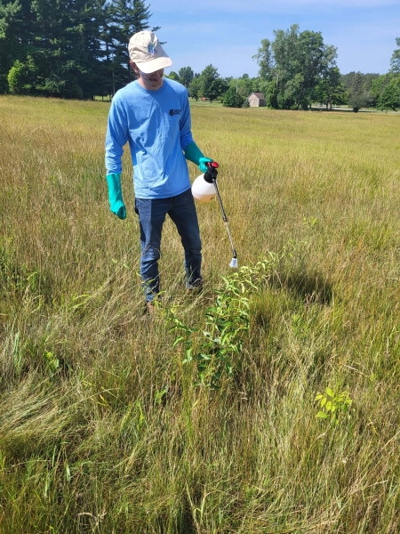 Swallow-wort treatment at Akron Falls Park, 2023.