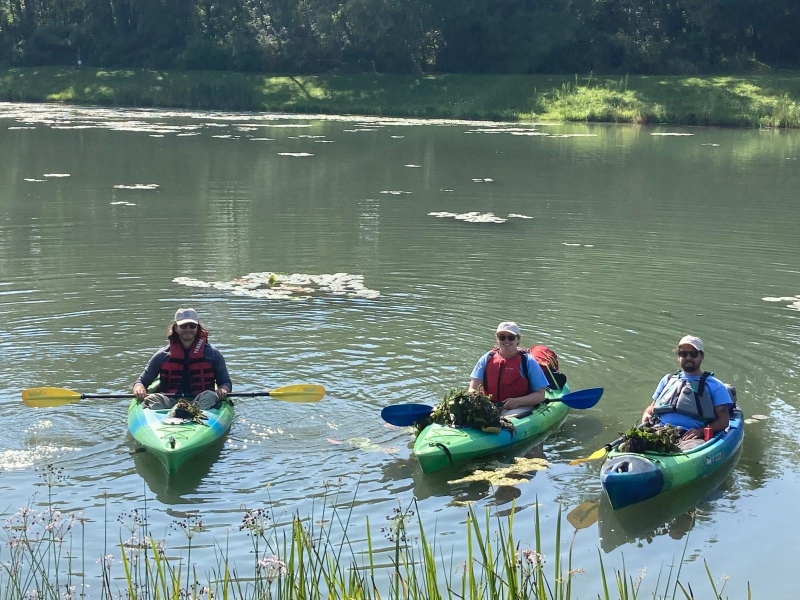 Water chestnut removal at Tonawanda Creek, 2024.