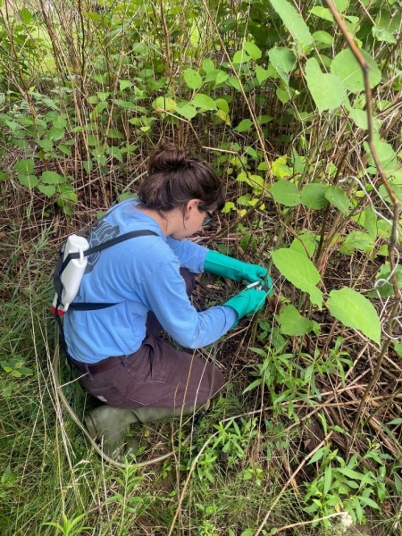 Knotweed stem injection treatment, 2024.