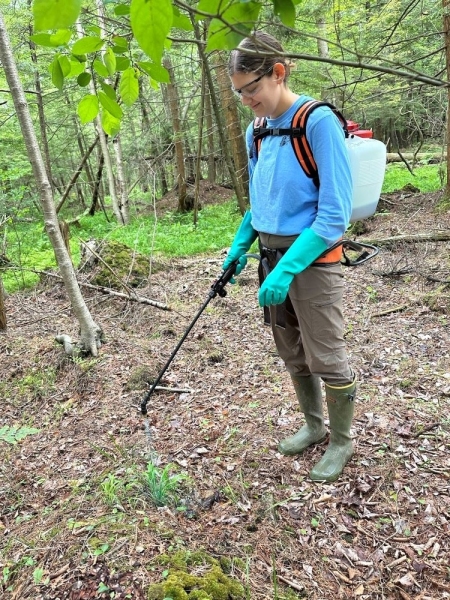 Foliar treatment of slender false brome at Bergen Swamp, 2024.
