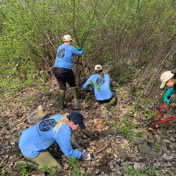 Buckthorn management at Tifft Nature Preserve, 2023.