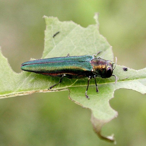 VIDEO: How To Survey for Emerald Ash Borer and Asian Longhorned Beetle