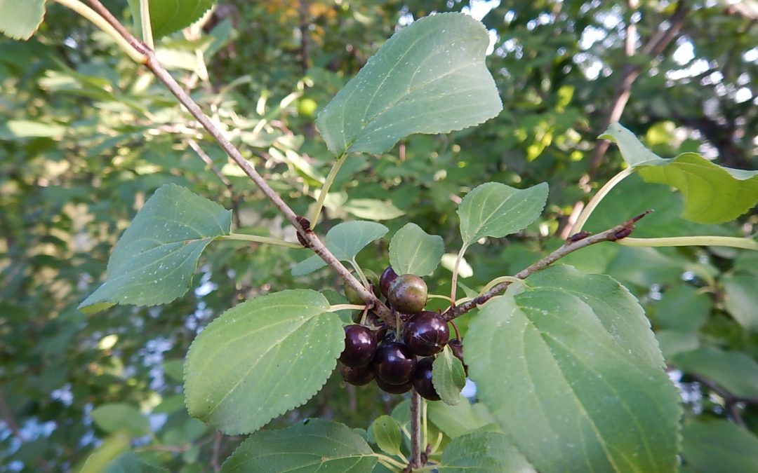 Common Buckthorn