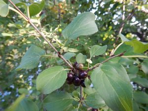 Common Buckthorn (Rhamnus cathartica) berries. photo credit: Andrea Locke, WNY PRISM