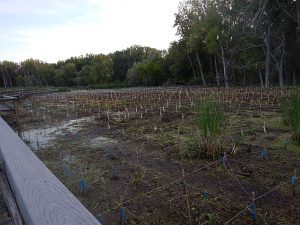 2015 NYS ISAW Native Planting and Habitat Tour - native wetland planting at Tifft Nature Preserve: photo credit WNY PRISM