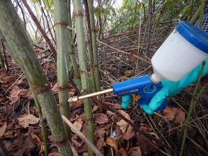 WNY PRISM used stem injection to chemically treat a knotweed infestation at the Great Lakes Center Field Station. Photo by WNY PRISM