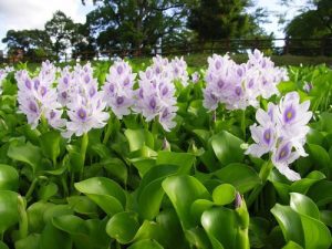 Water Hyacinth, (Eichhornia crassipes). Flowers