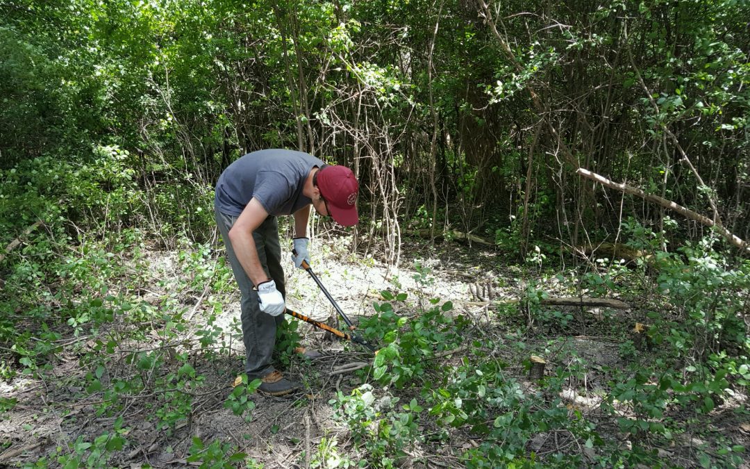 WNY PRISM Crew removing common buckthorn at Tifft Nature Preserve, as part of the vernal pool restoration project. Photo Credit: WNY PRISM
