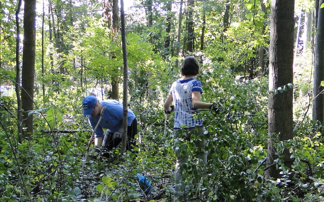 WNY PRISM works alongside volunteers to remove invasive shrubs from North Tonawanda Audubon Preserve, August 2017. Photo Credit: WNY PRISM.
