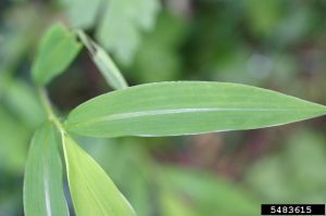 Japanese Stiltgrass (Microstegium vimineum), leaf blade showing silver, off-center, mid-rib. Photo Credit: Leslie J. Mehrhoff, University of Connecticut, Bugwood.org.