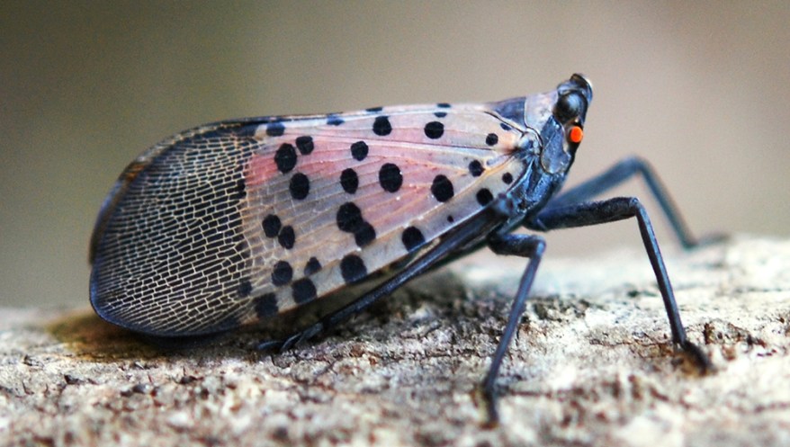 Spotted Lanternfly in New York