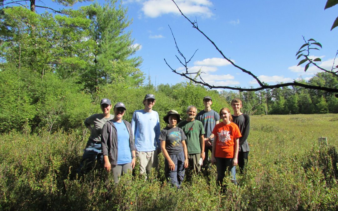 2019 Field Notes: Glossy Buckthorn at Houghton Preserve
