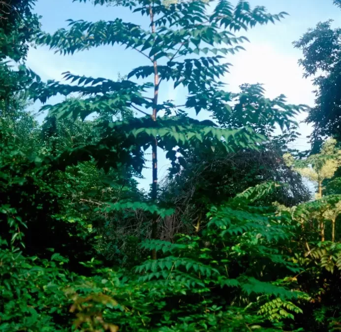 Japanese Angelica Tree