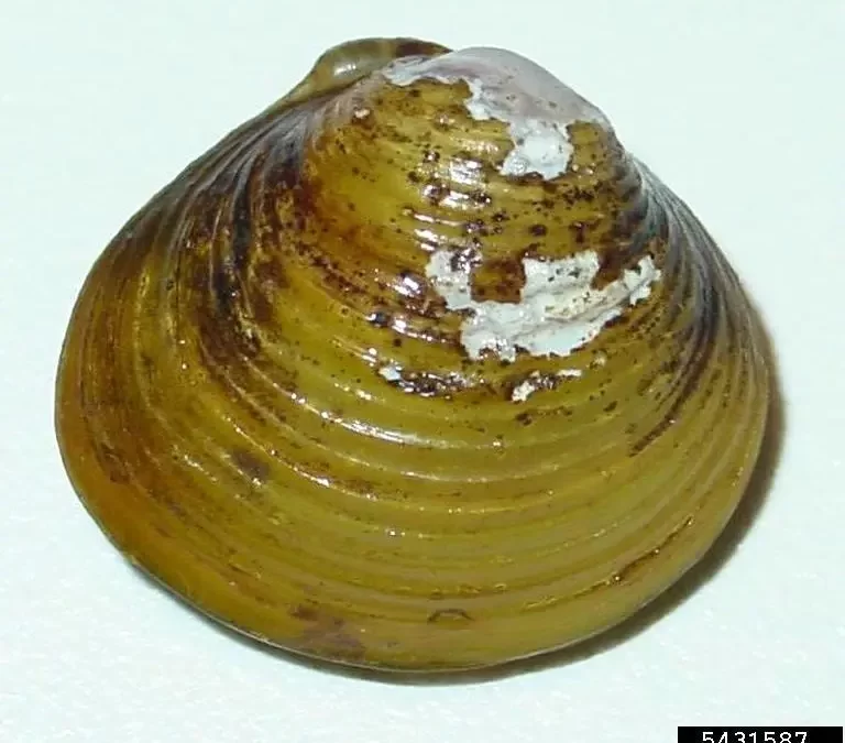 Asian Clam