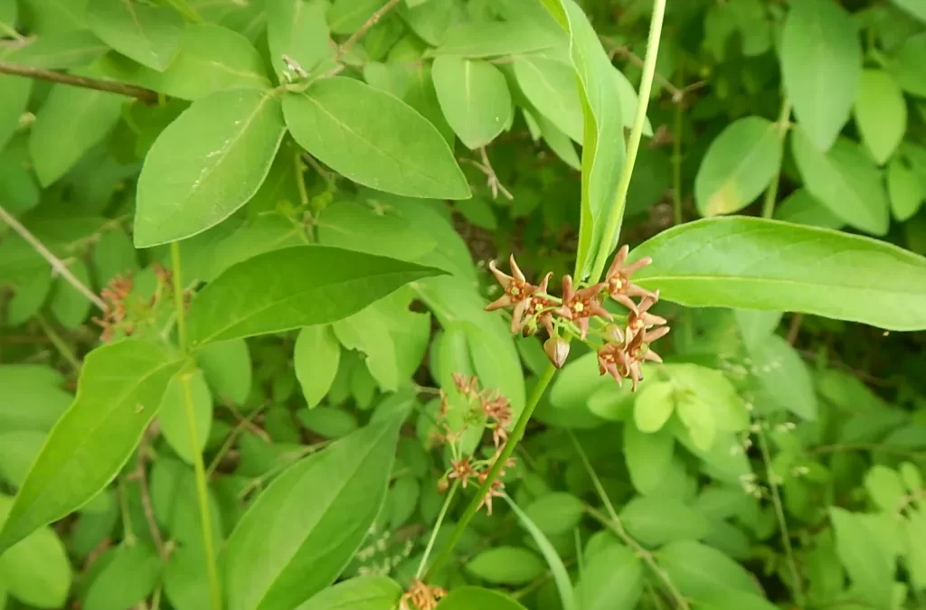 Swallow-worts