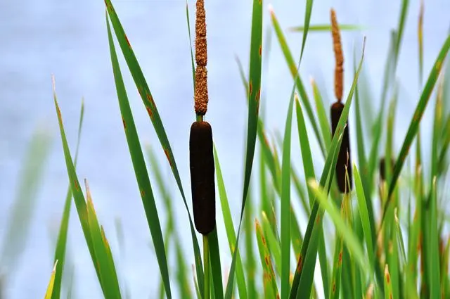 Narrowleaf Cattail, Typha augustifolia, photo by frenchhillpond.org