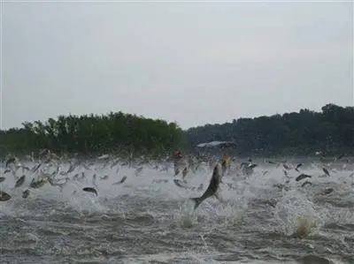 Silver Carp, Hypophthalmichthys molitrix, jumping, photo by Nerissa Michaels
