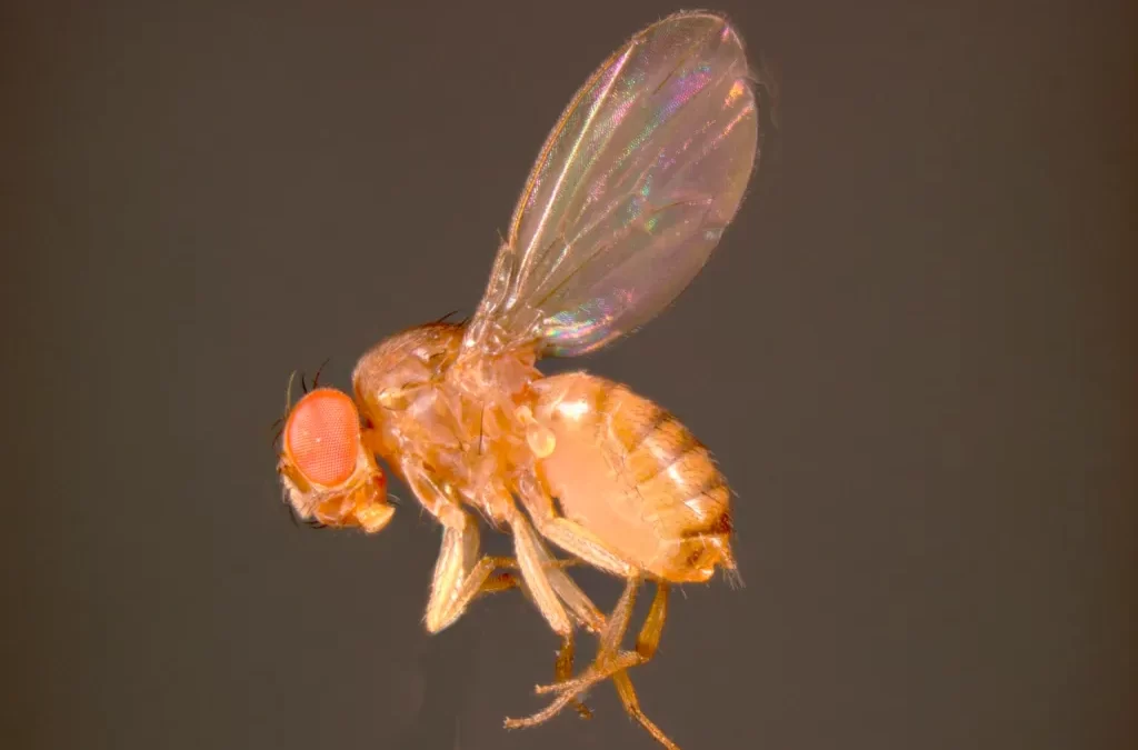 Spotted Wing Drosophila