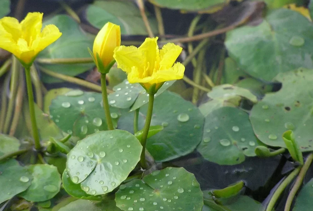 Yellow Floating Heart
