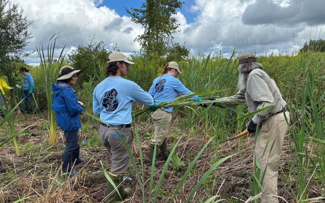 Invasive Species Management Workshops 2026